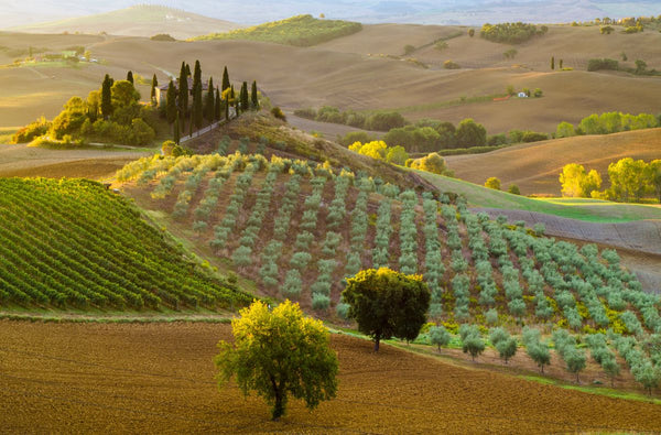 super tuscan wines cosa sono