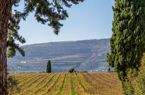 amarone vs barolo quale scegliere