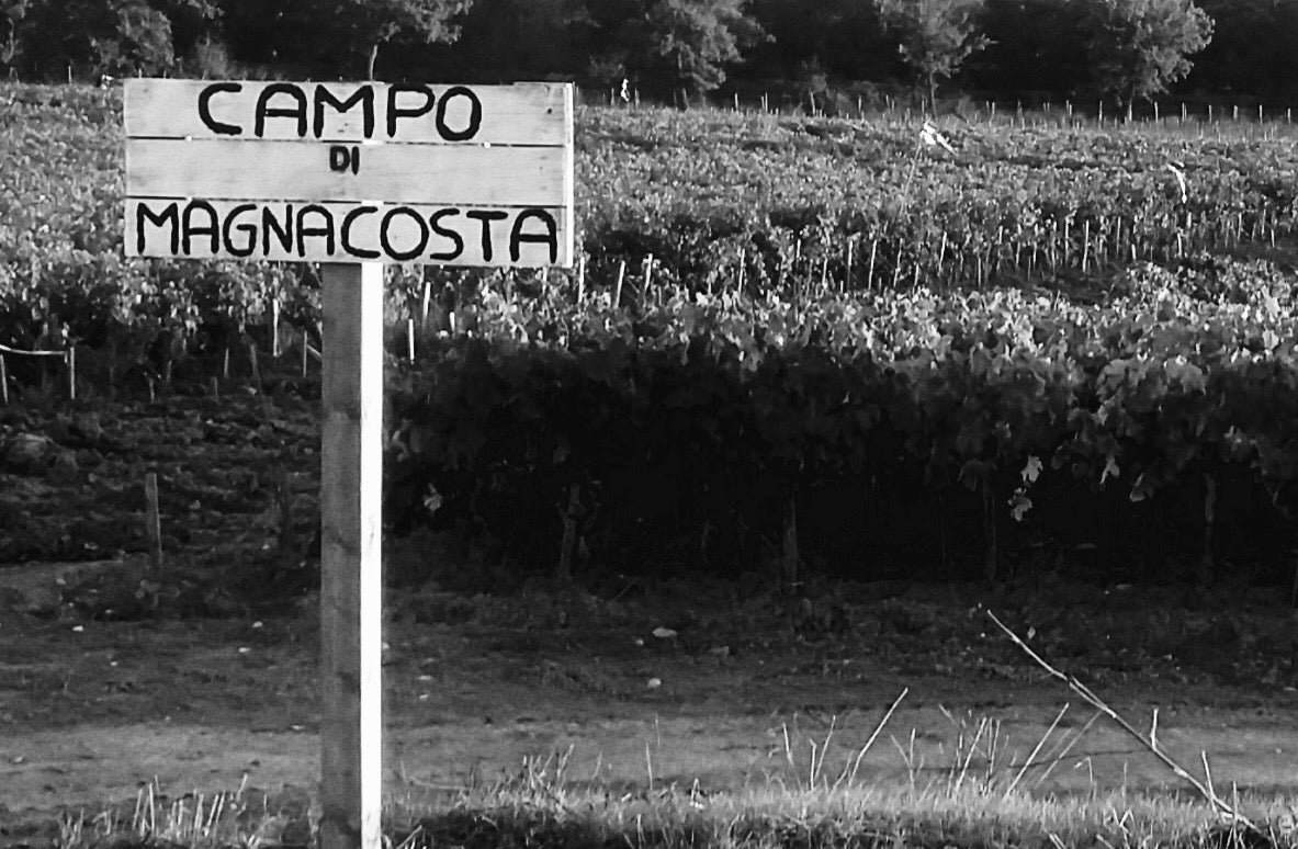 Campo di Magnacosta IGT Rosso Toscano Cabernet Franc 2022 Tenuta di Trinoro